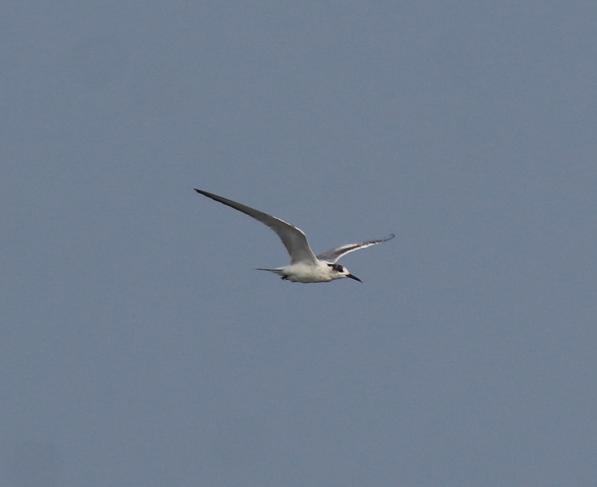 Common Tern - ML637639085