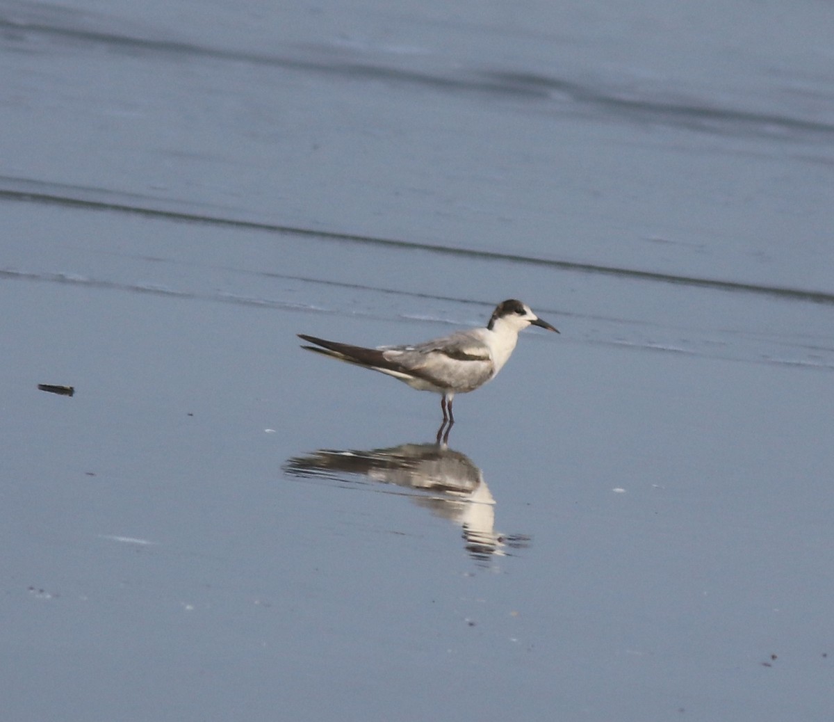 Common Tern - ML637639086