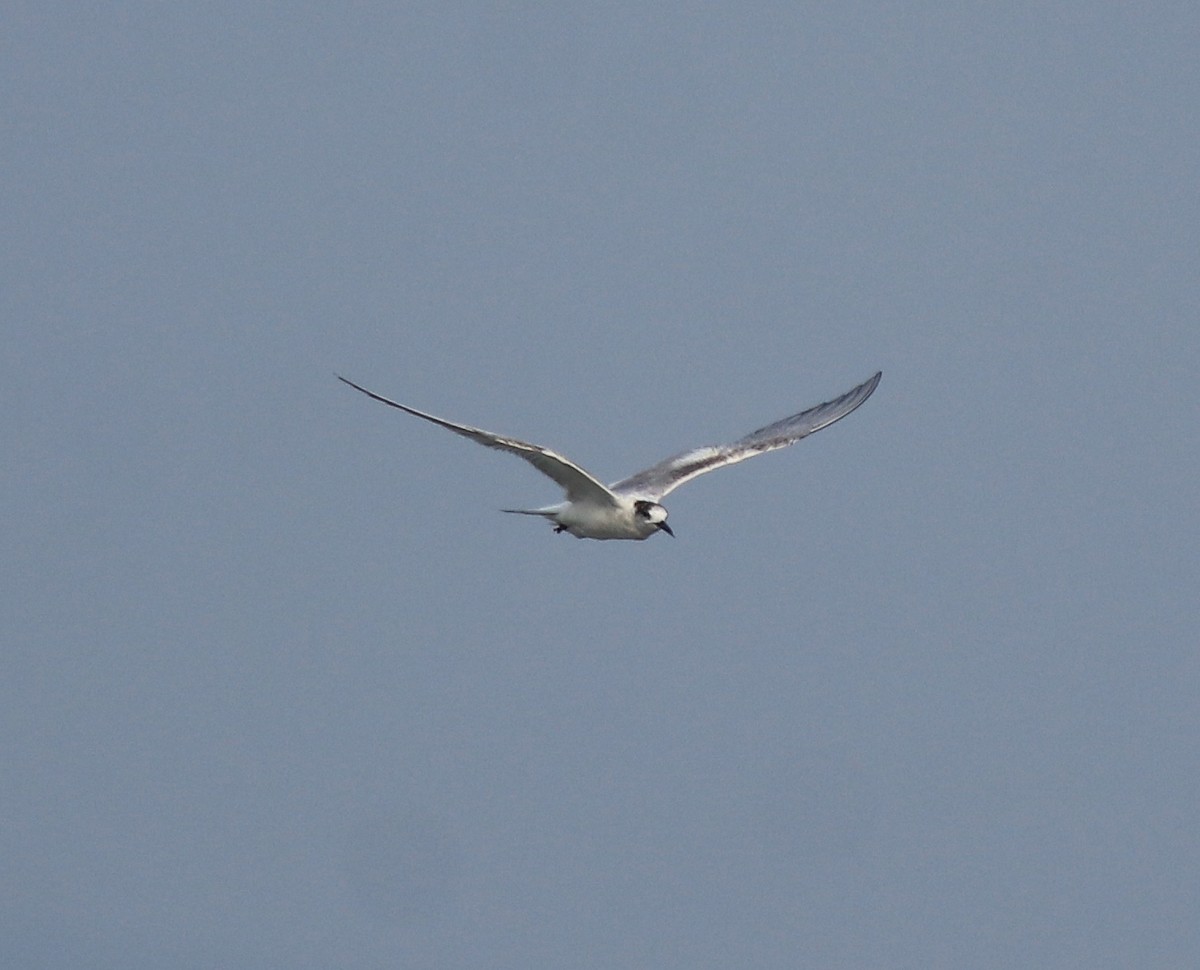 Common Tern - ML637639087