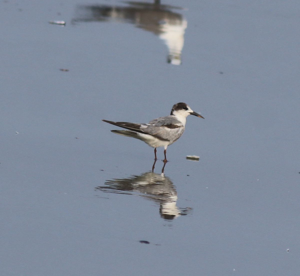Common Tern - ML637639088