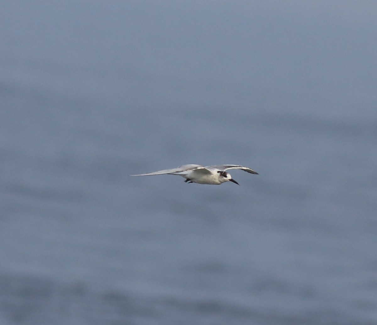 Common Tern - ML637639089