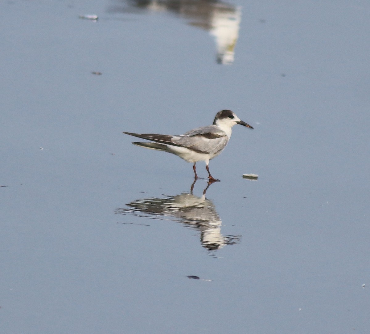 Common Tern - ML637639090