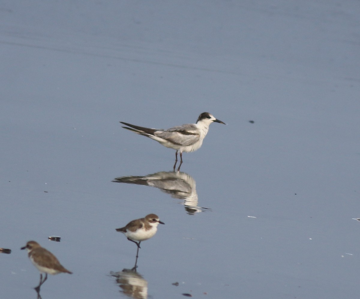 Common Tern - ML637639091