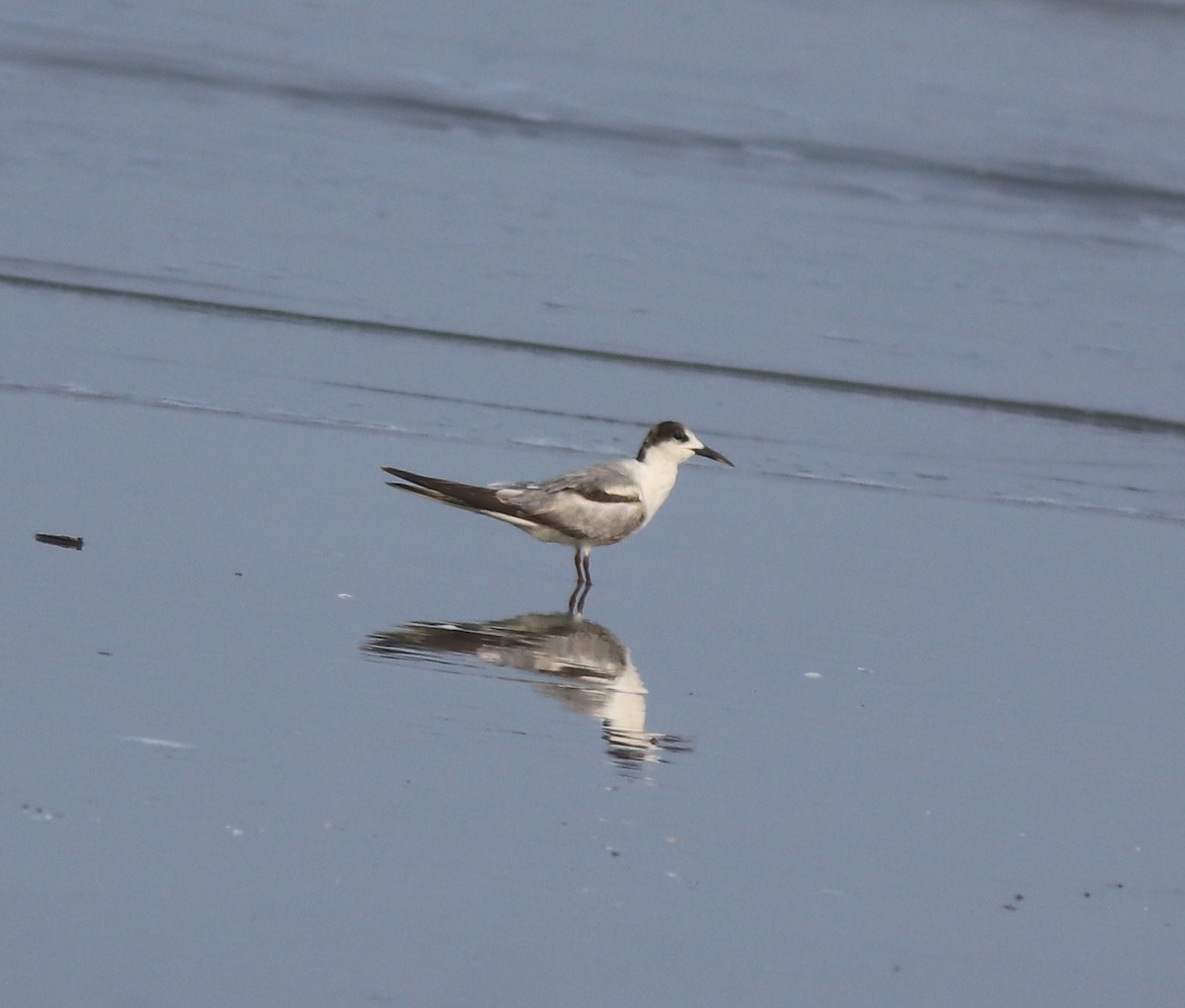 Common Tern - ML637639092
