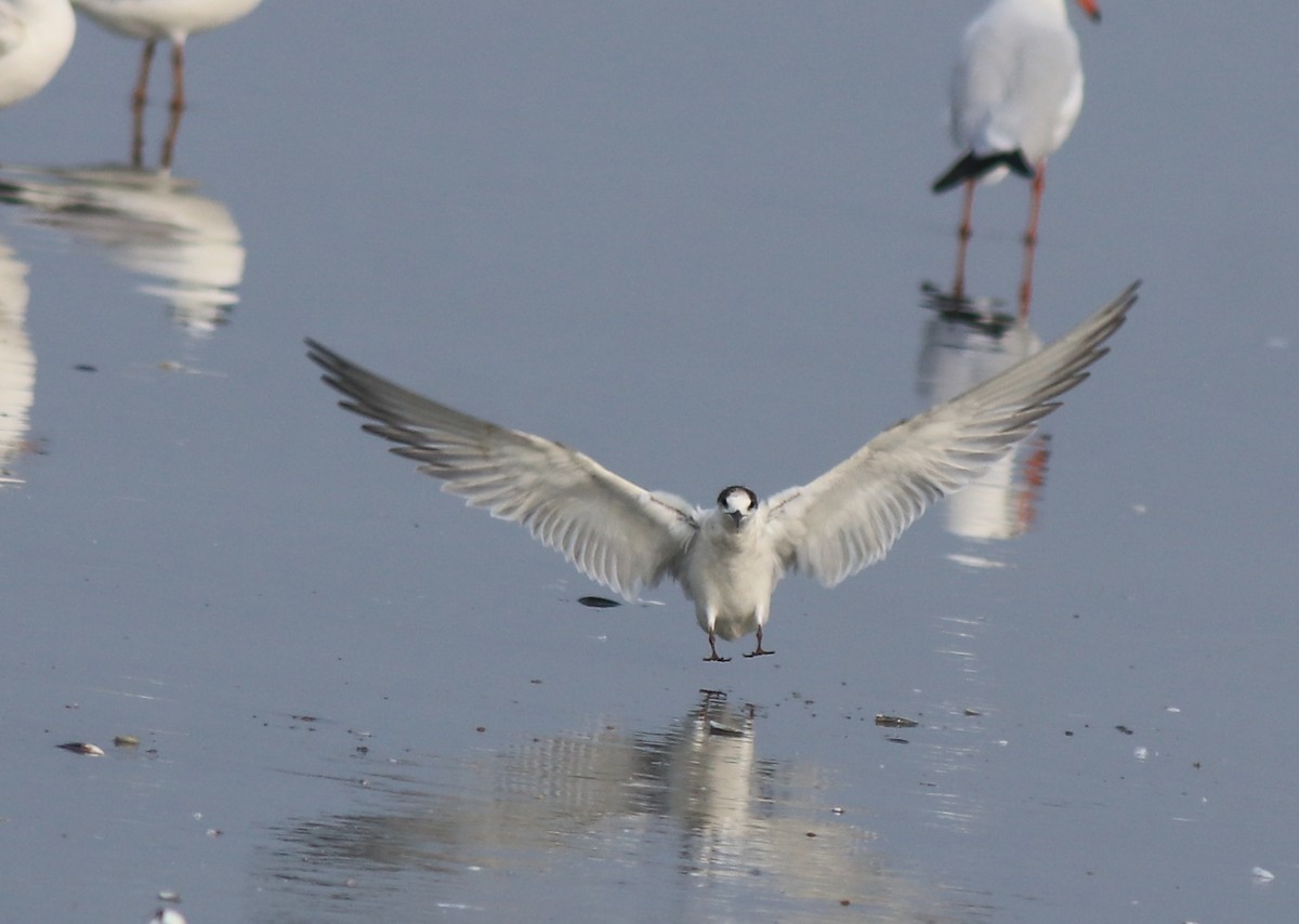 Common Tern - ML637639093