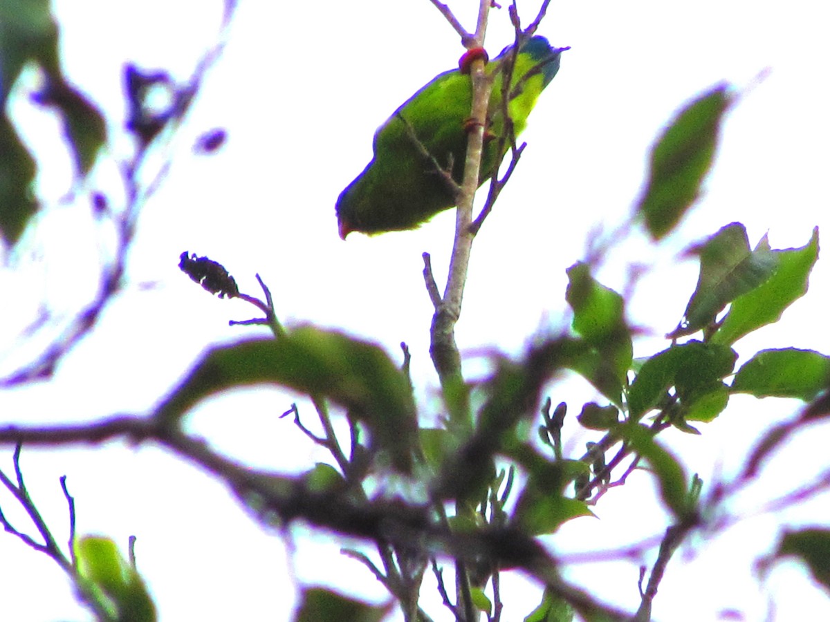 Philippine Hanging-Parrot - ML637639150