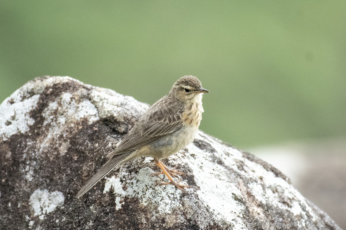 Long-billed Pipit - ML637639153