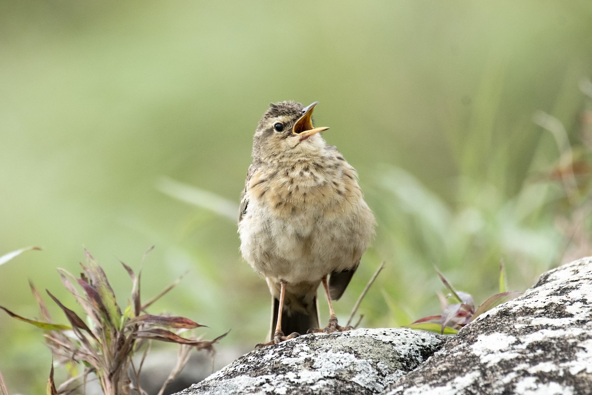Long-billed Pipit - ML637639154