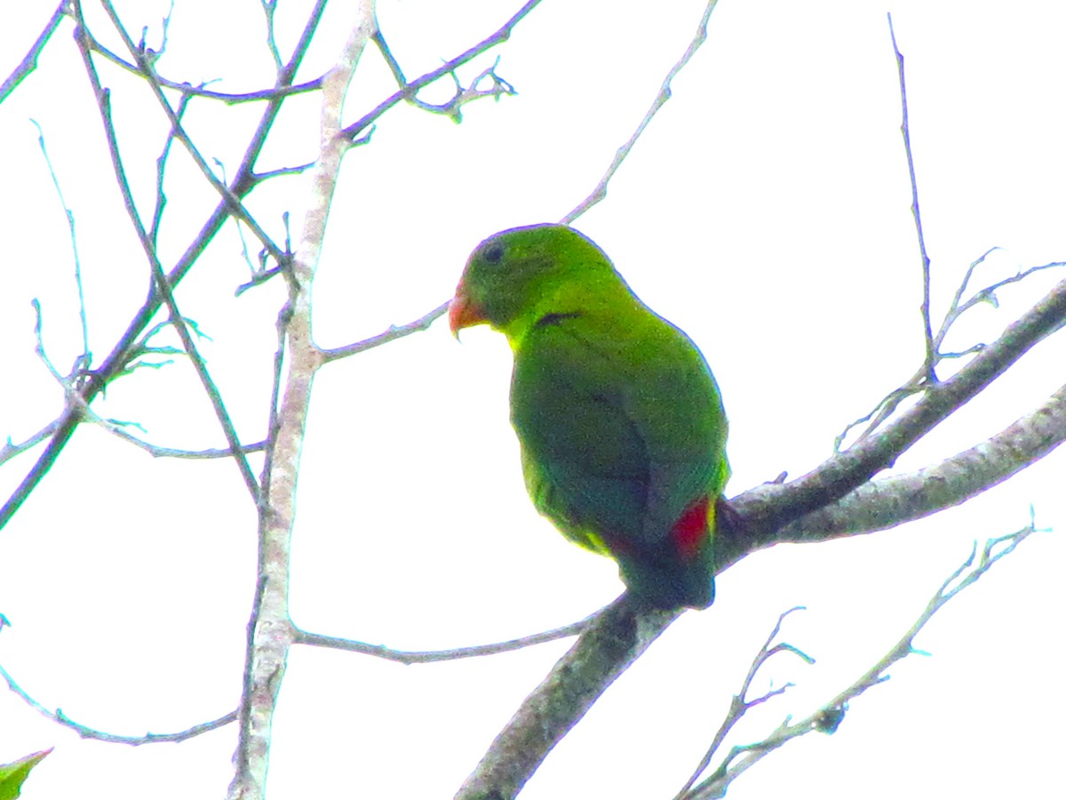 Philippine Hanging-Parrot - ML637639155