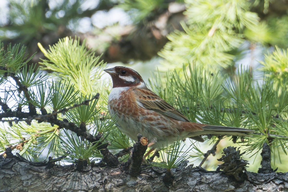 Pine Bunting - ML637639200