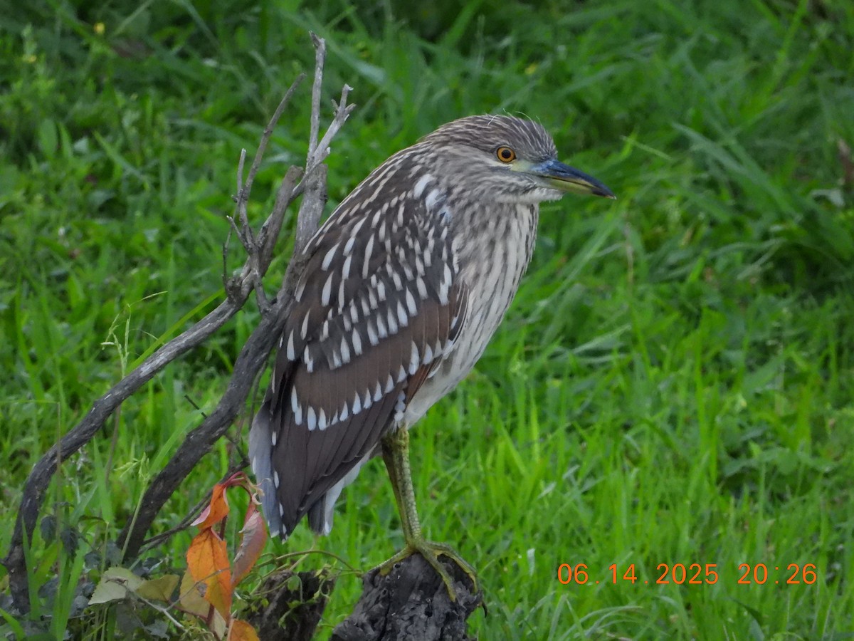 Black-crowned Night Heron - ML637639201