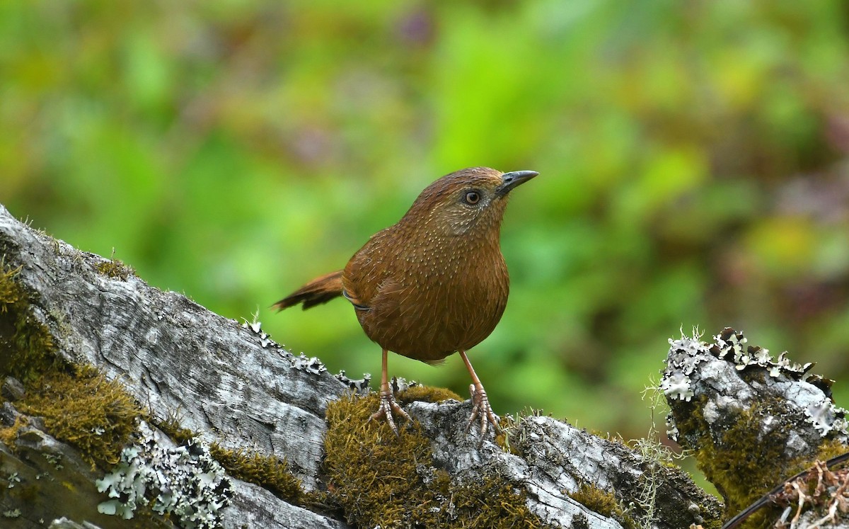 Bhutan Laughingthrush - ML637639265