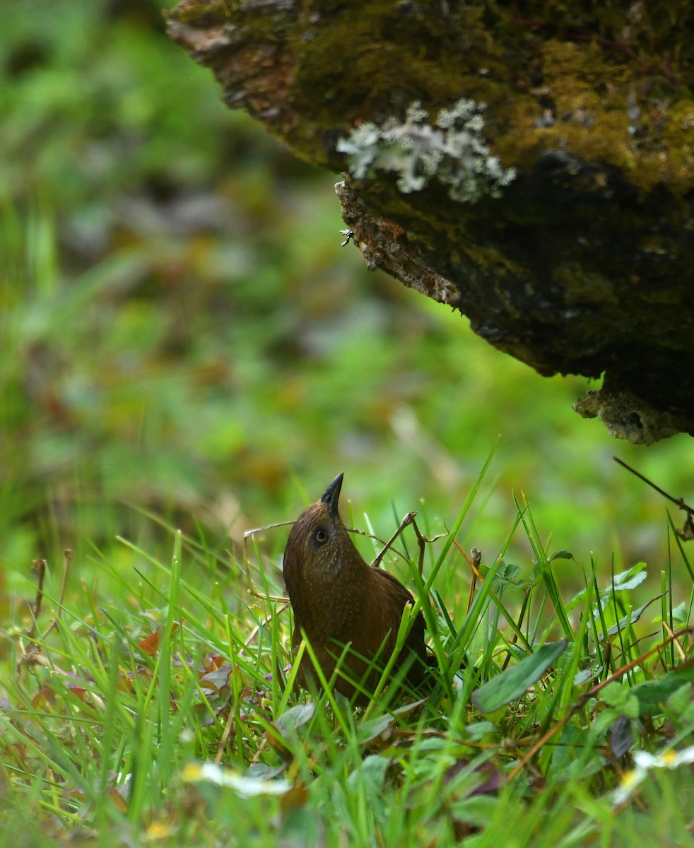 Bhutan Laughingthrush - ML637639270
