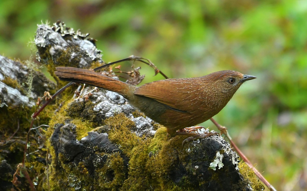 Bhutan Laughingthrush - ML637639275
