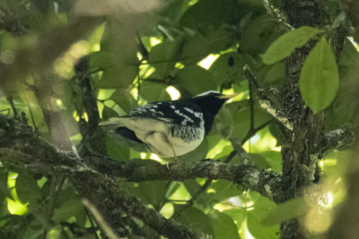 Pied Thrush - ML637639288