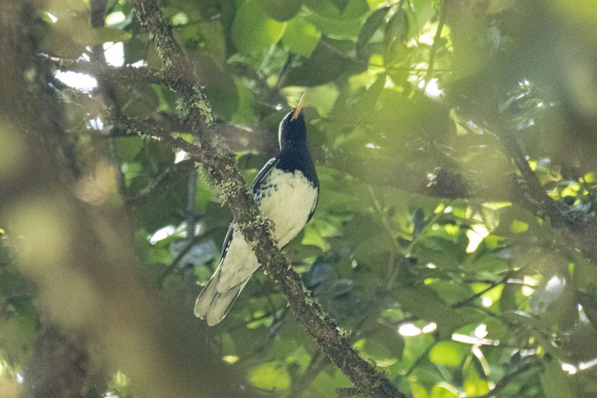Pied Thrush - ML637639290