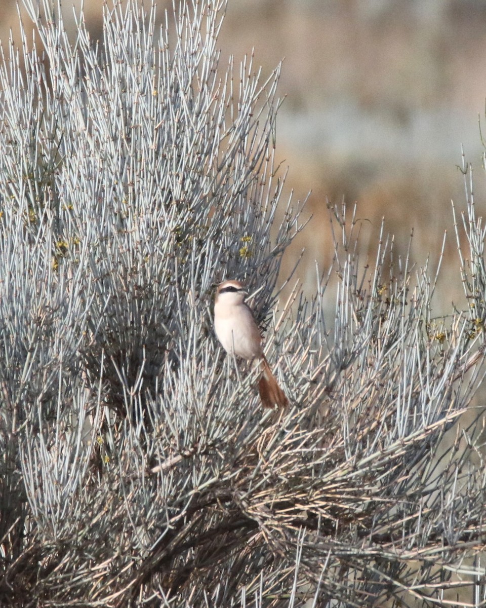Red-tailed Shrike - ML637639320