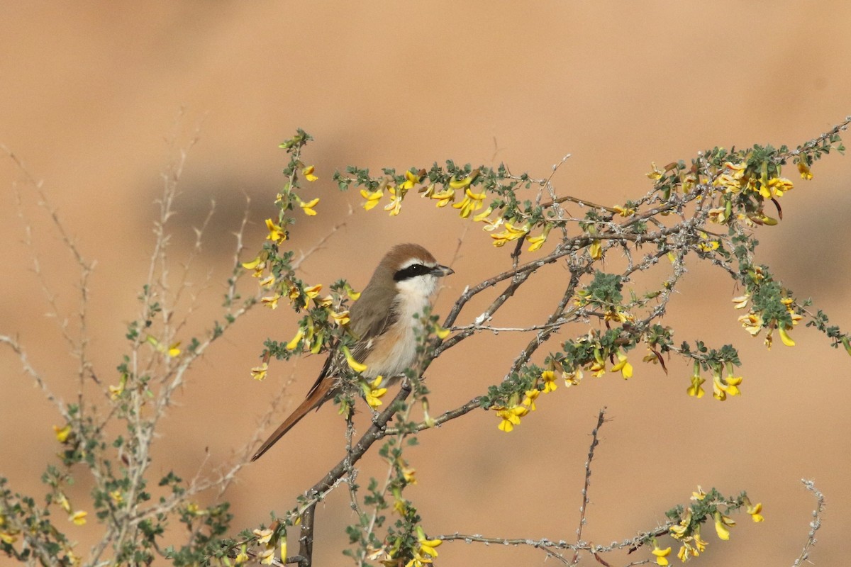 Red-tailed Shrike - ML637639335