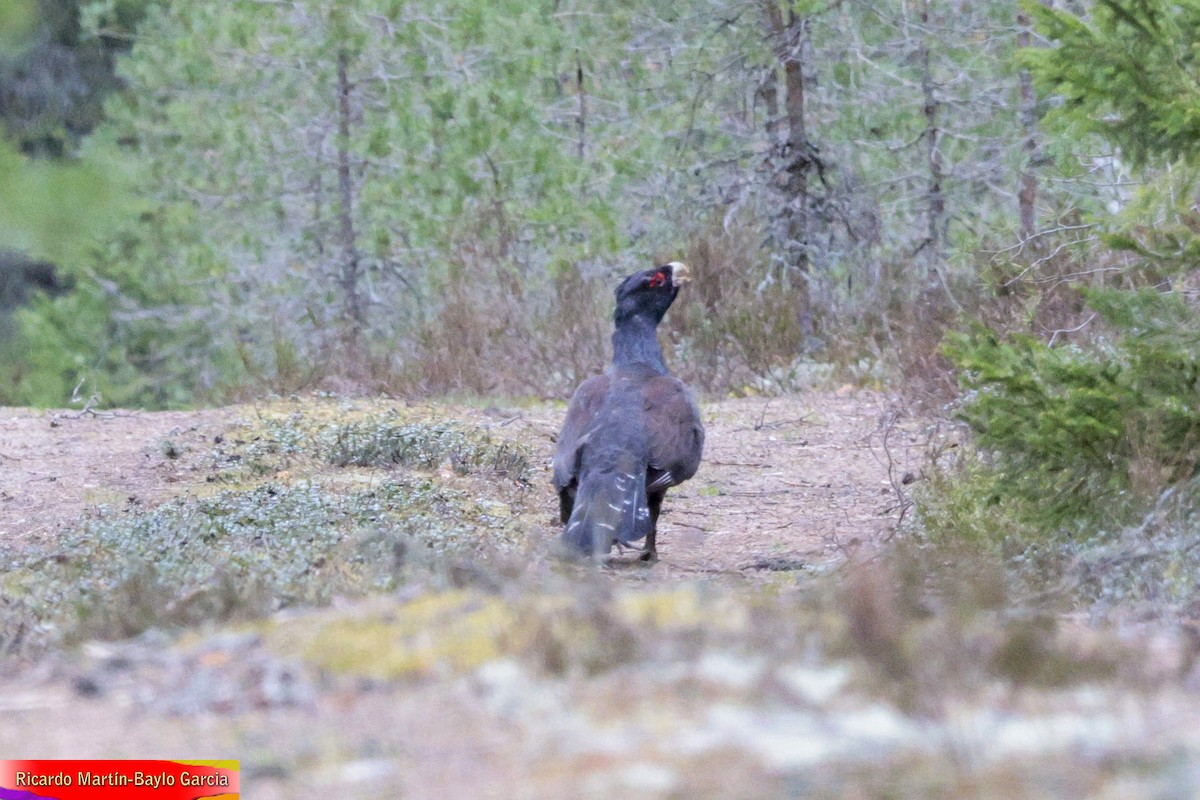 Western Capercaillie - ML637639360