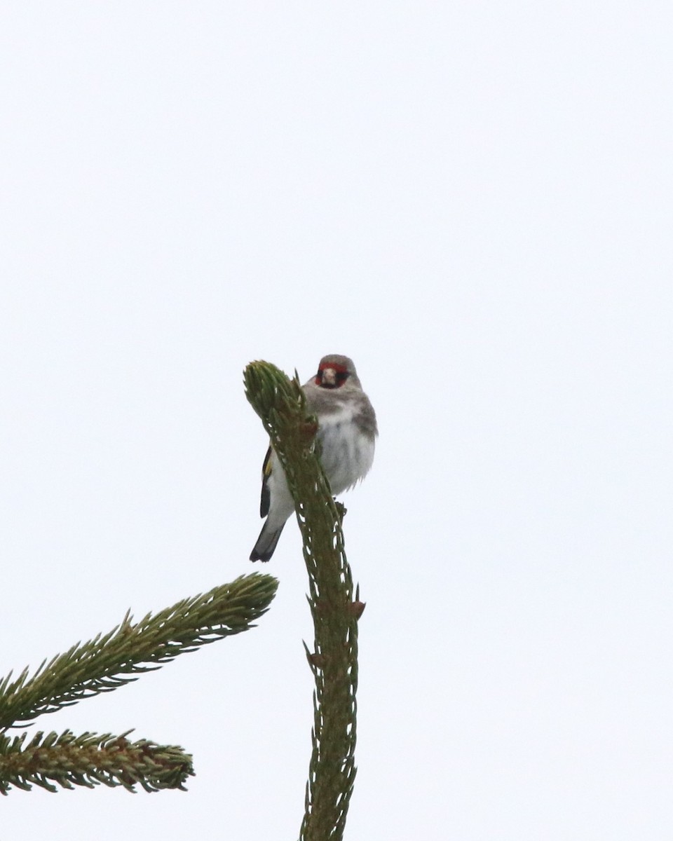 Gray-crowned Goldfinch - ML637639367