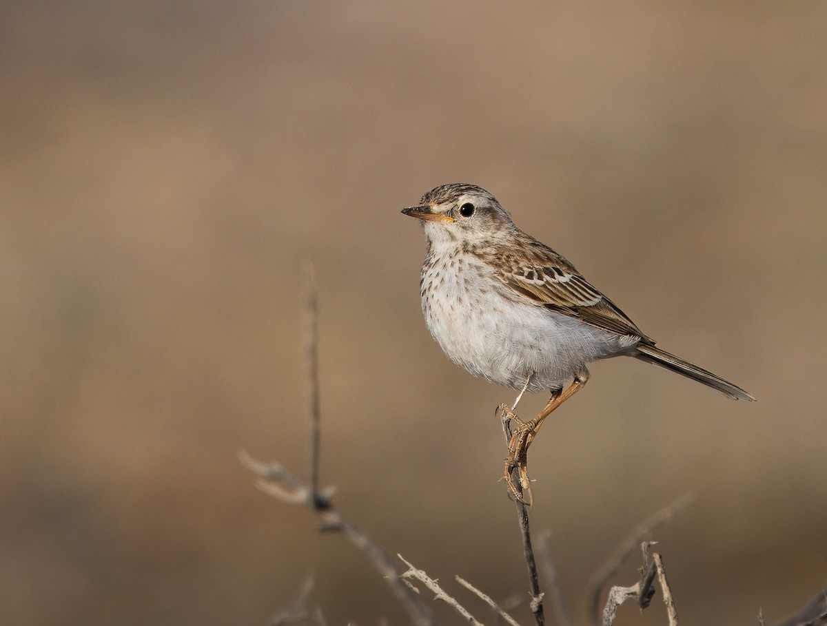 Berthelot's Pipit - ML637639373