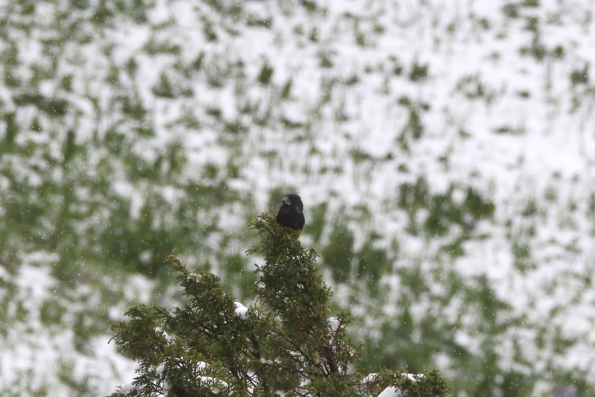 White-winged Grosbeak - ML637639377