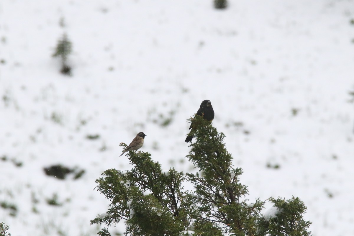 White-winged Grosbeak - ML637639379