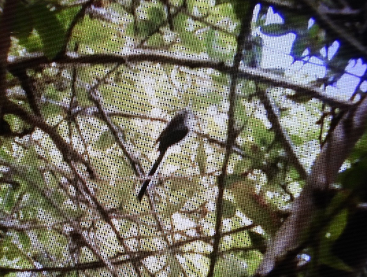 Long-tailed Tit - ML637639380