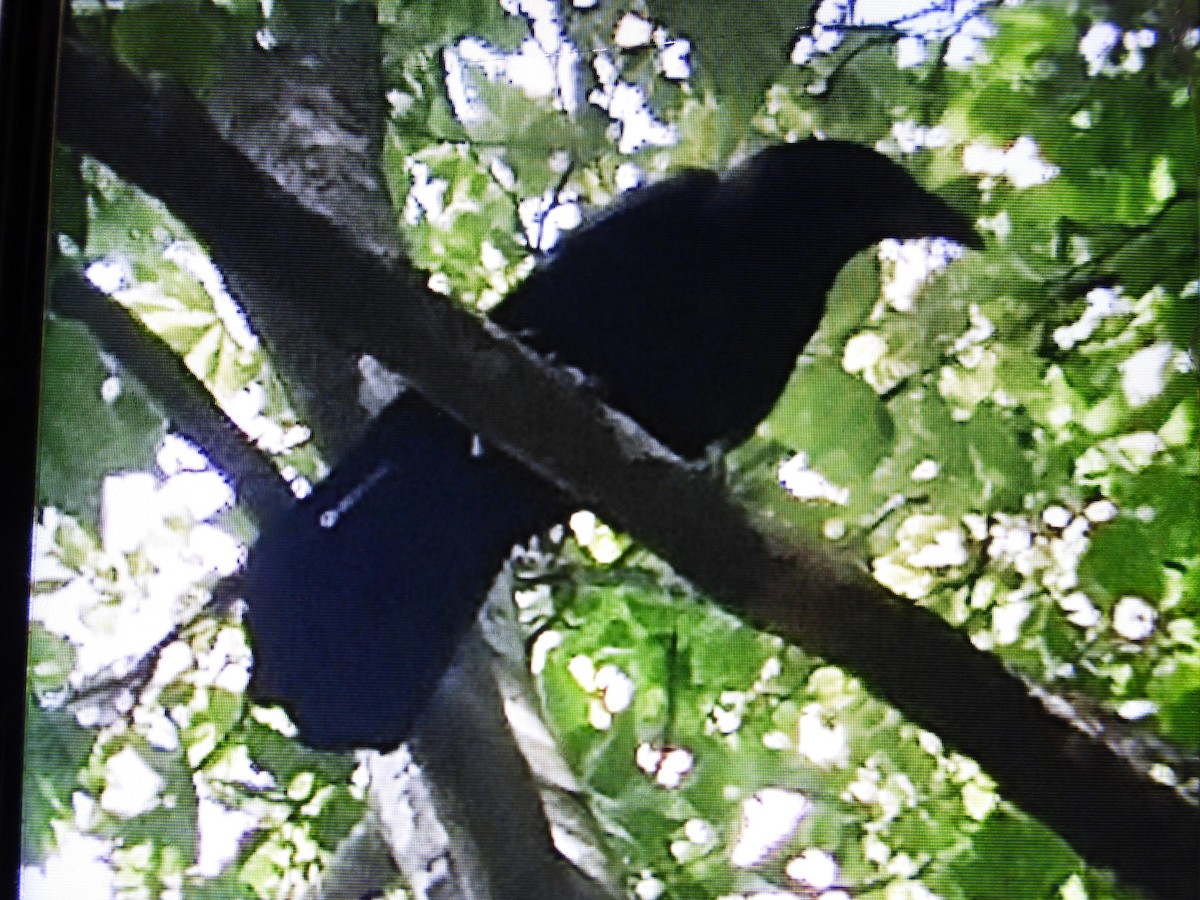 Carrion Crow - ML637639385
