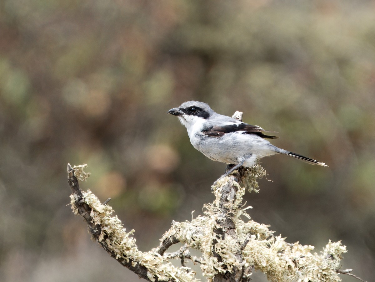 Great Gray Shrike (Sahara) - ML637639390