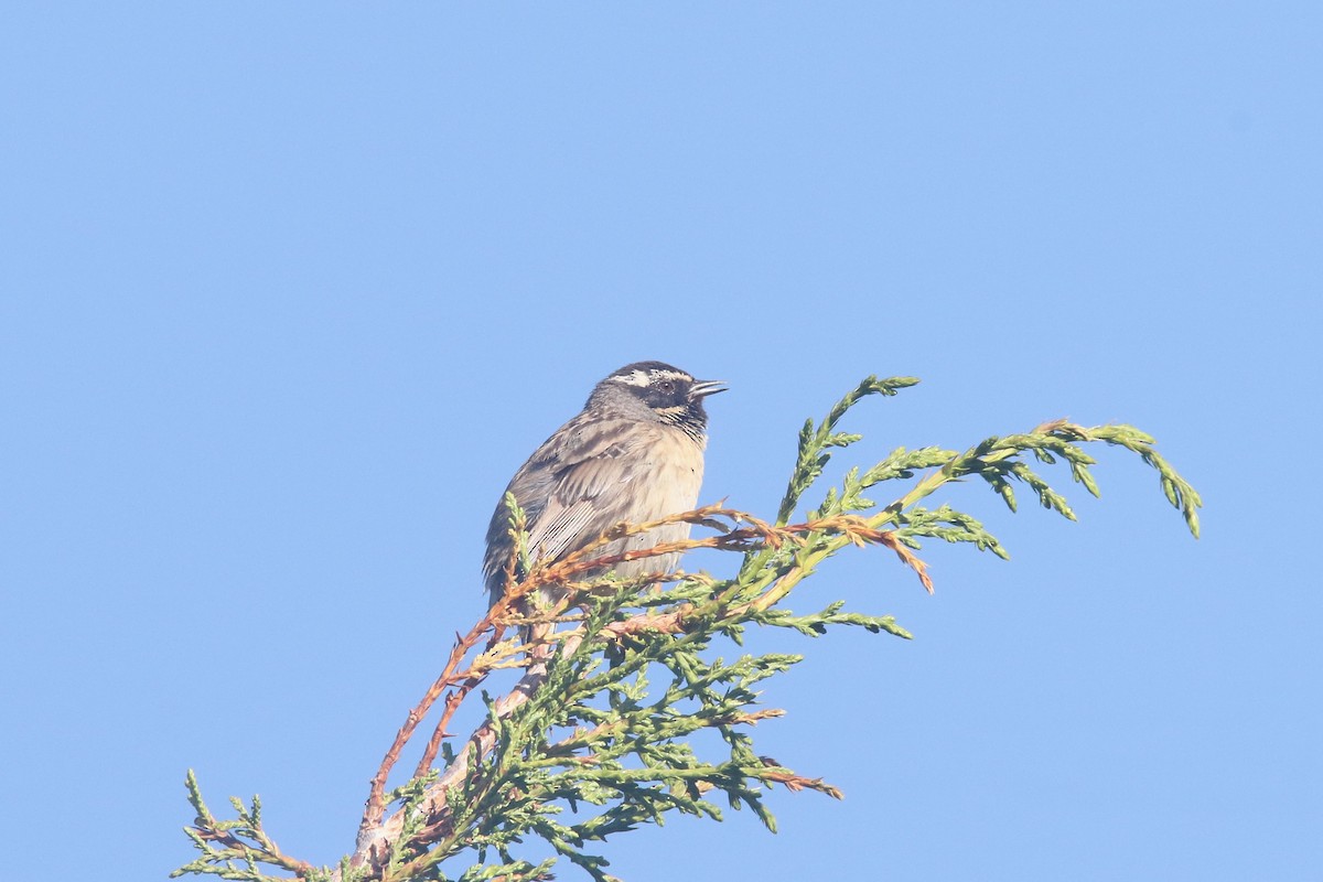Black-throated Accentor - ML637639409