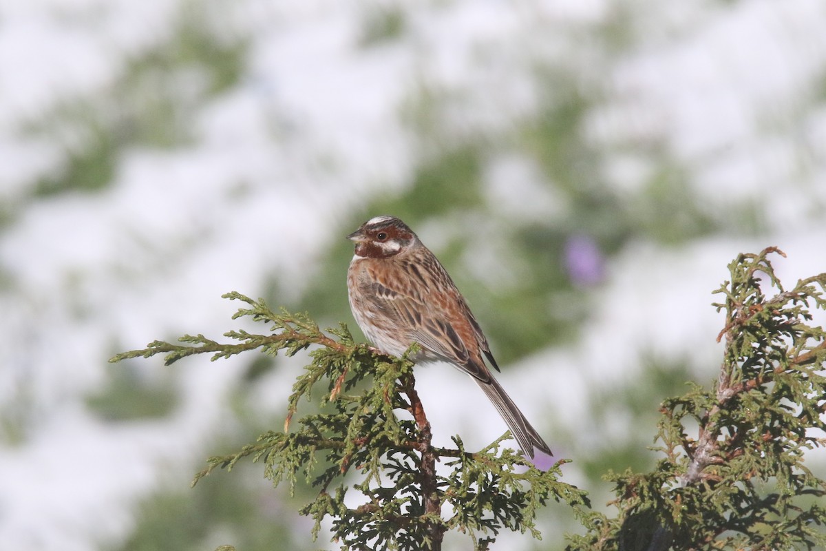 Pine Bunting - ML637639454