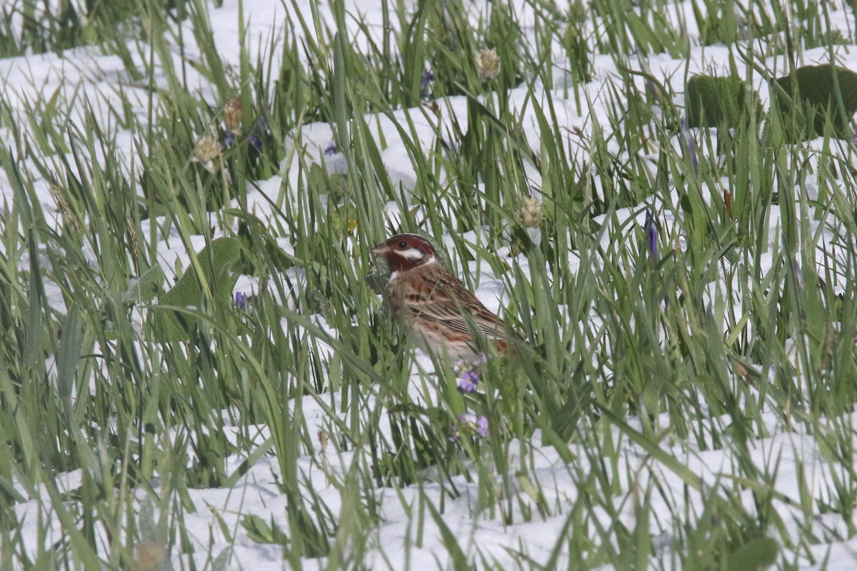 Pine Bunting - ML637639455