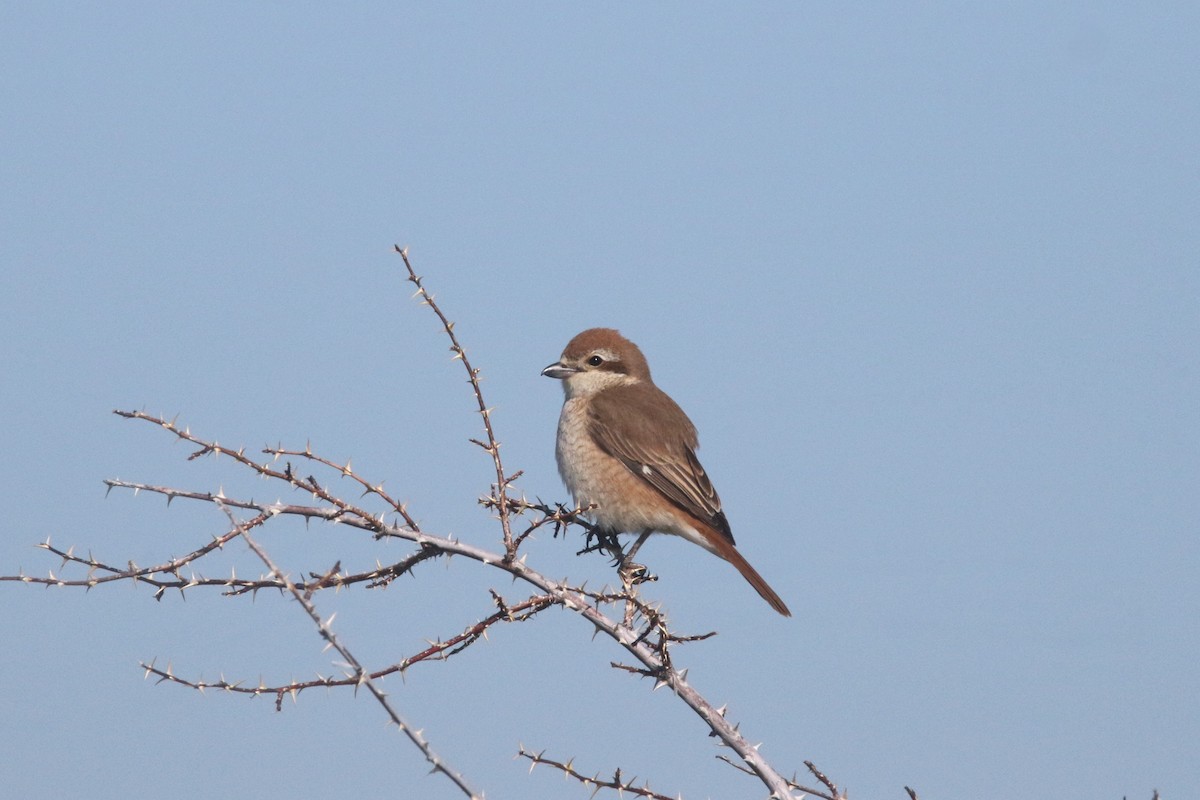 Red-tailed Shrike - ML637639465