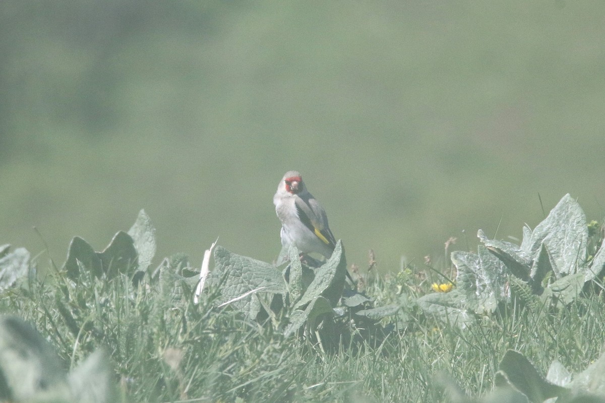 Gray-crowned Goldfinch - ML637639479