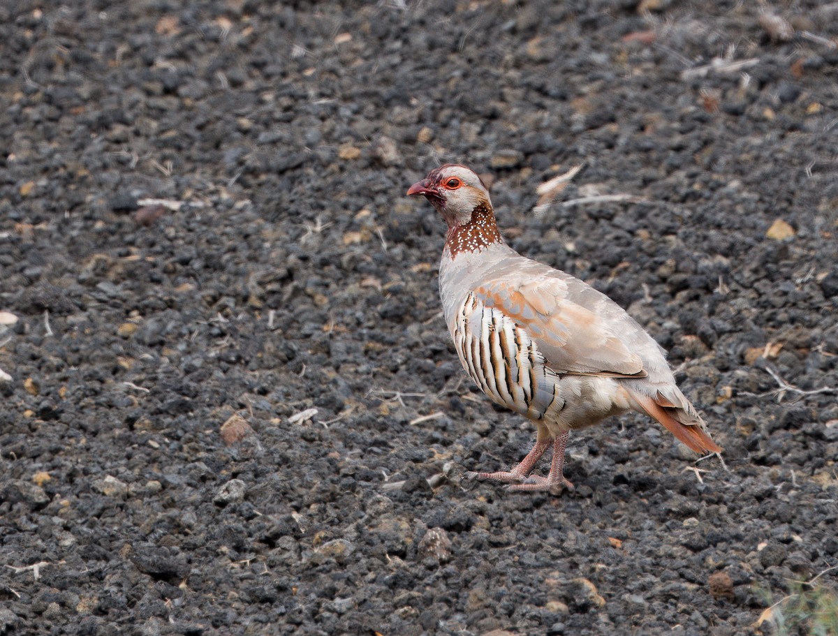 Barbary Partridge - ML637639488