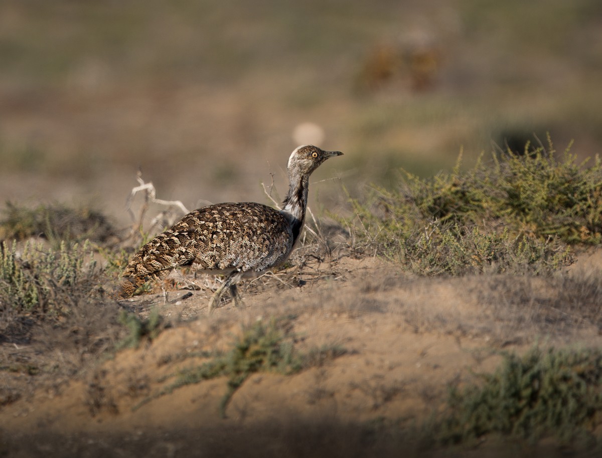 African Houbara (Canary Is.) - ML637639516