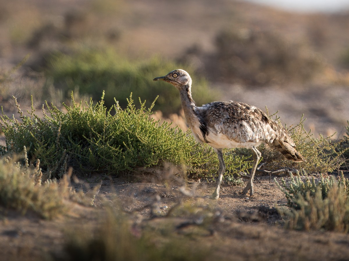 African Houbara (Canary Is.) - ML637639517