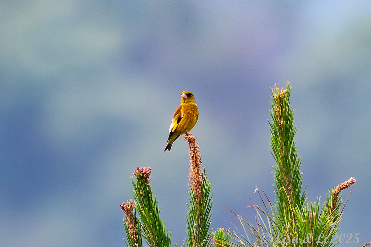 Нангиад ногоолдой - ML637639602