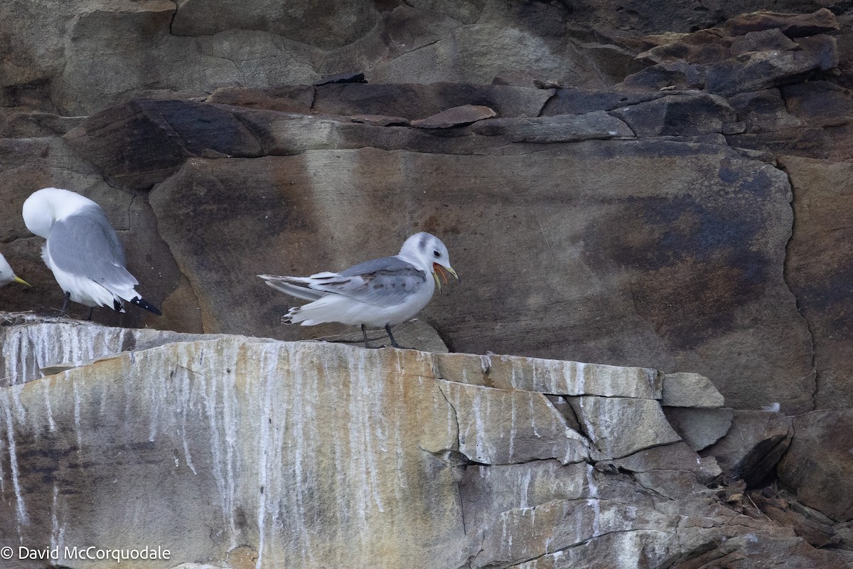 Black-legged Kittiwake - ML637639603