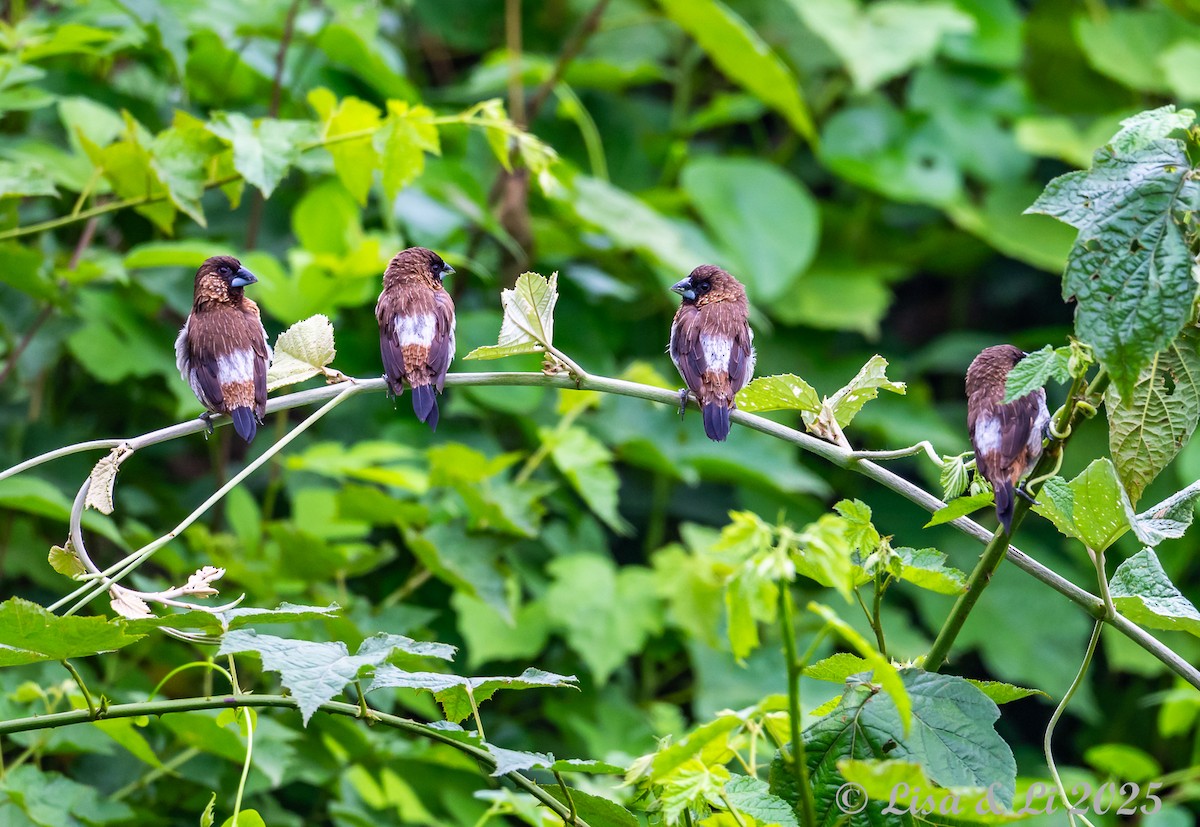 White-rumped Munia - ML637639606