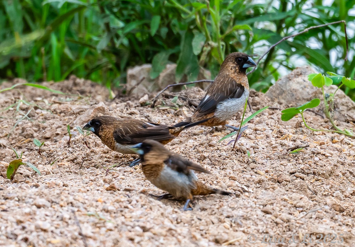 White-rumped Munia - ML637639607