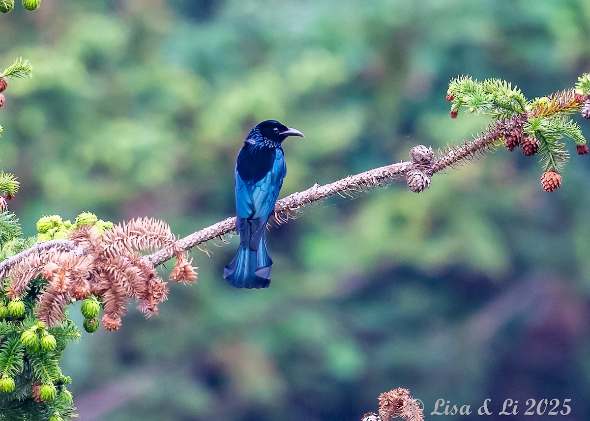 Өрвийт доронго - ML637639608