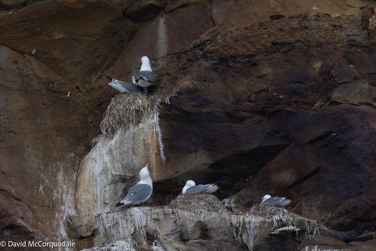 Black-legged Kittiwake - ML637639610