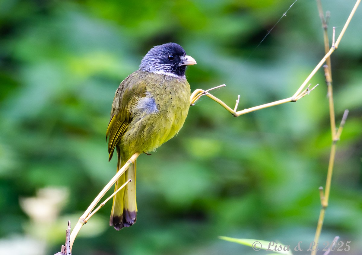 Collared Finchbill - ML637639612