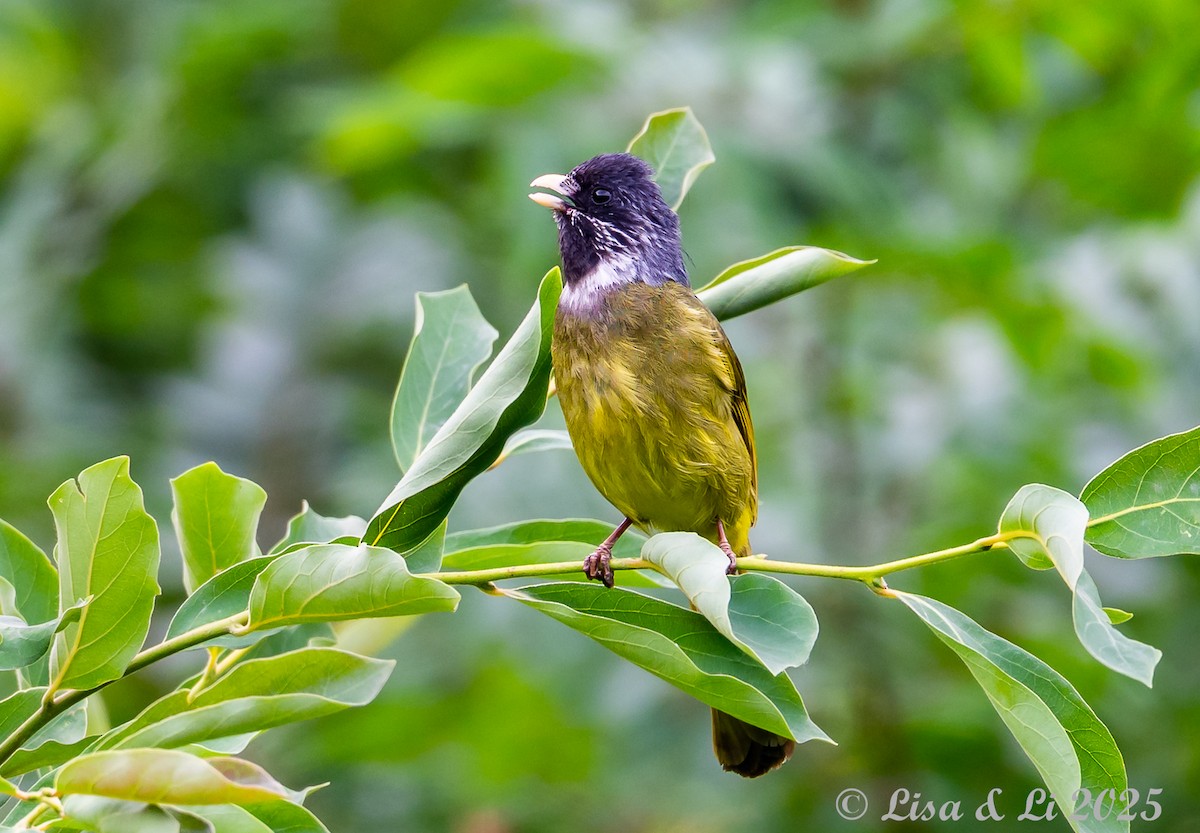 Collared Finchbill - ML637639613
