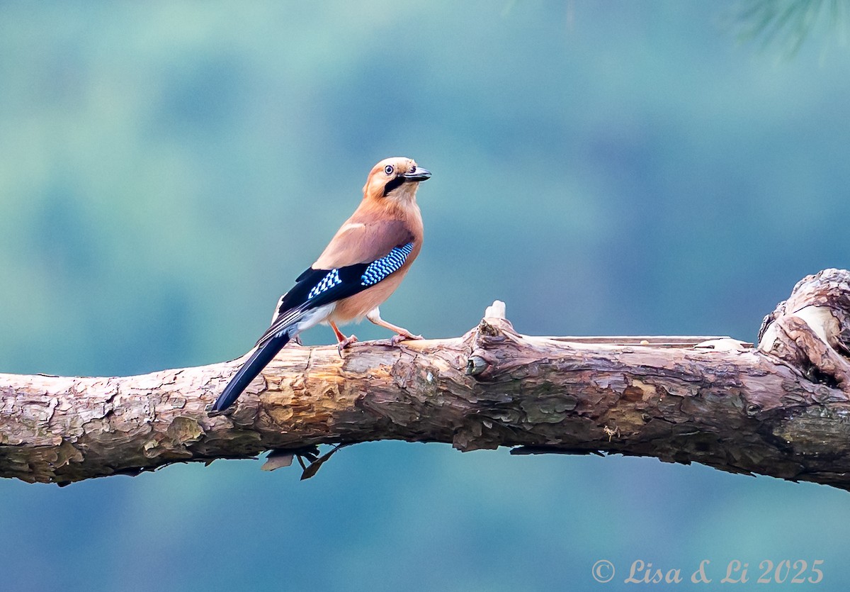 Eurasian Jay (Himalayan) - ML637639618