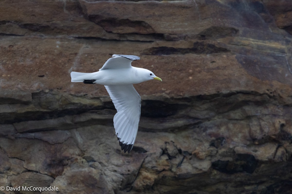 Black-legged Kittiwake - ML637639619