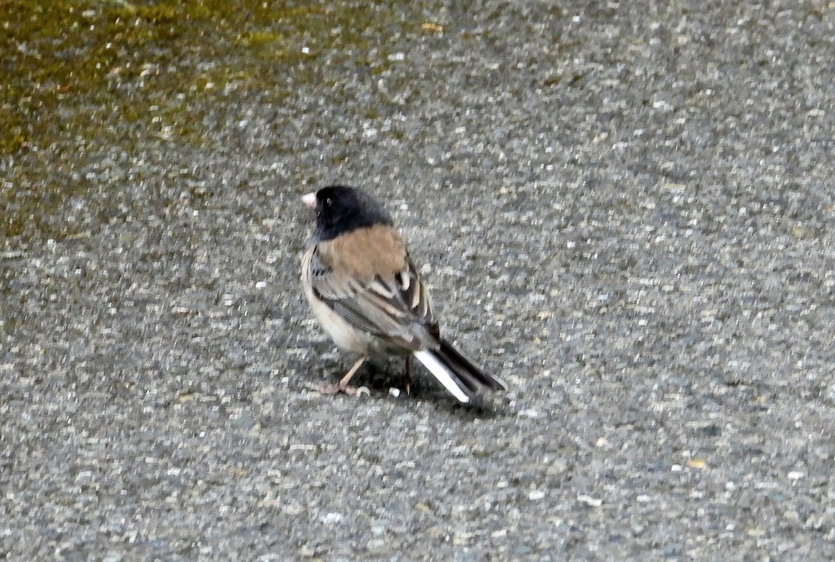 Dark-eyed Junco - ML637639620