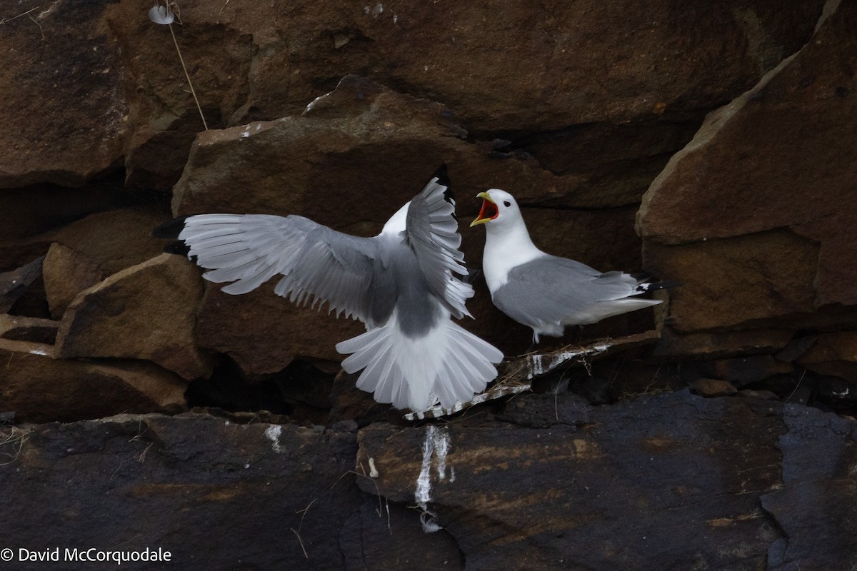 Black-legged Kittiwake - ML637639621